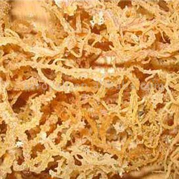 Carrageenan (3)