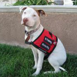 service-dog-blog